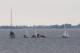 _MG_5010.JPG  0K 876x584