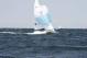 _MG_2896.JPG  0K 578x386